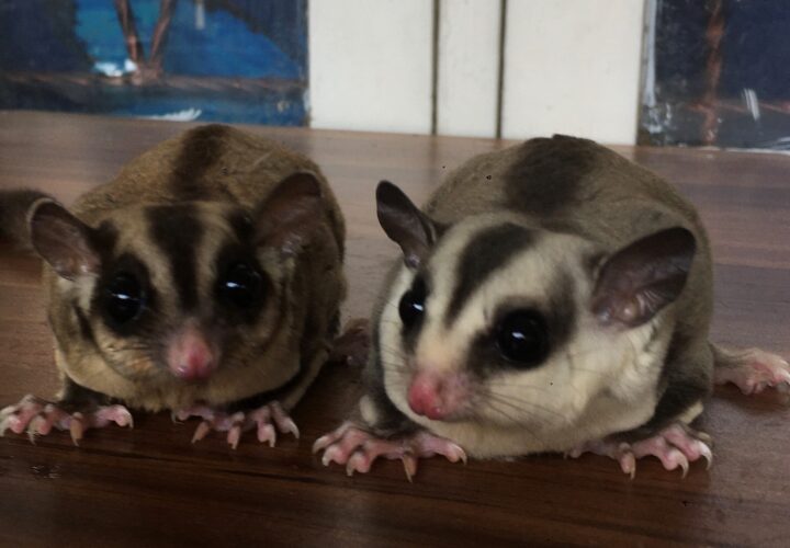 Fakta Unik Sugar Glider yang Jarang Diketahui Pecinta Satwa